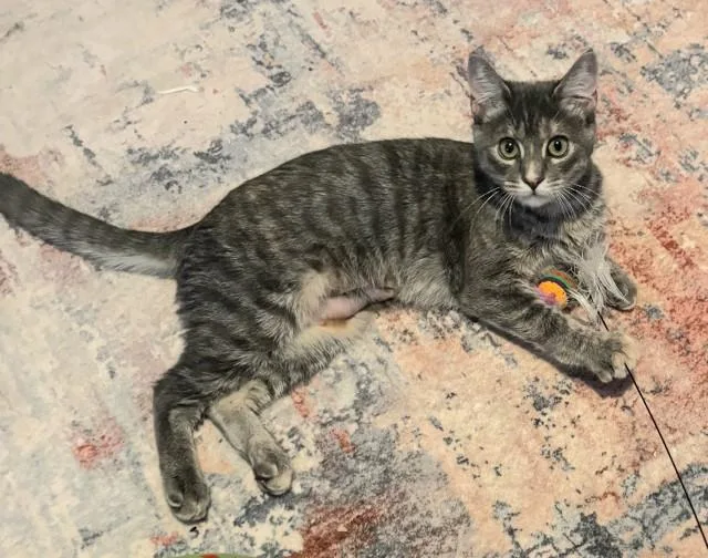 A baby small-sized male Domestic Short Hair cat named Jade for adoption in Buhl, ID