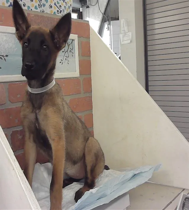 A baby small-sized female Belgian Shepherd / Malinois dog named Martini for adoption in Houston, TX