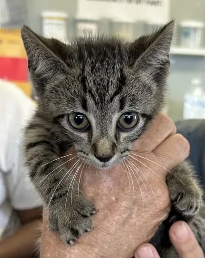 A baby medium-sized male Domestic Short Hair cat named Elroy for adoption in West Memphis, AR