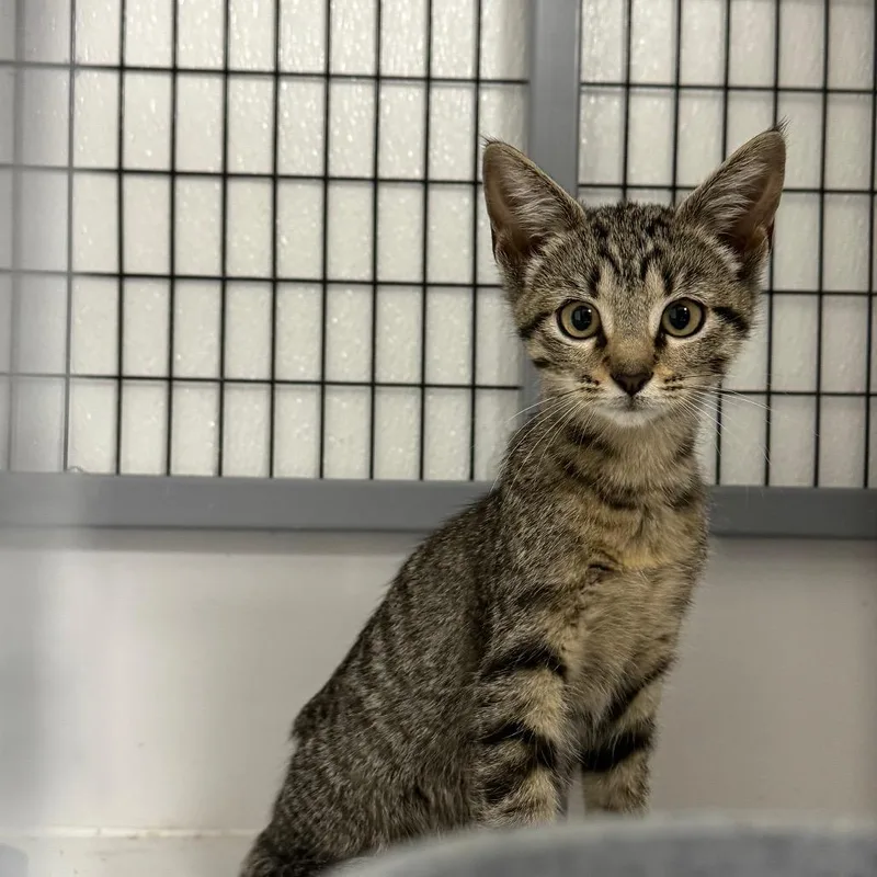 A baby small-sized female Domestic Short Hair cat named Tabby Female for adoption in Shelbyville, IL