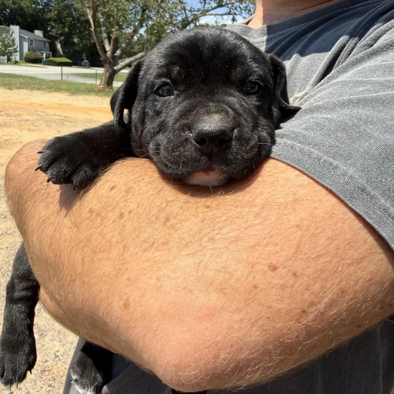 A baby medium-sized male Black Labrador Retriever dog named Neil Armstrong for adoption in Columbia, SC