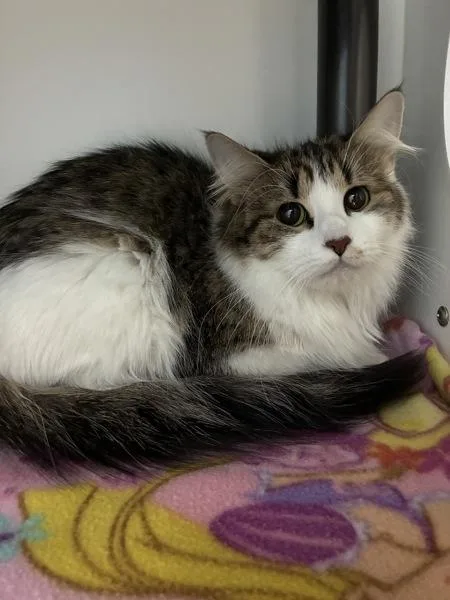 A young medium-sized female Domestic Long Hair cat named Mama for adoption in Salt Lake City, UT