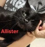 An adult medium-sized male Black Domestic Short Hair cat named Allister for adoption in Moline, IL