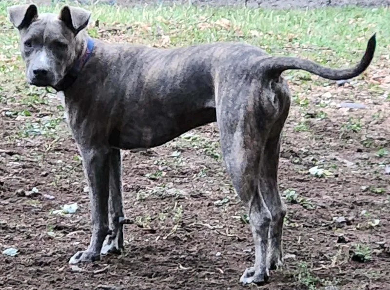 An adult medium-sized male Pit Bull Terrier dog named Titus for adoption in Lewiston, ID