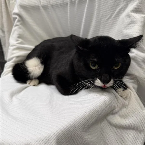 An adult medium-sized male Black Domestic Short Hair cat named Yams for adoption in Hawthorne, CA
