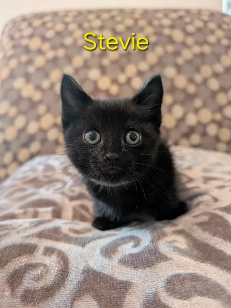 A baby medium-sized female Domestic Short Hair cat named Stevie for adoption in Anna, TX