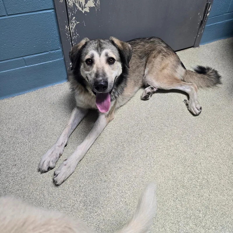An adult large-sized male Brown / Chocolate Anatolian Shepherd dog named Maverick for adoption in Windsor, VA