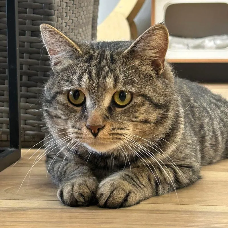 An adult medium-sized female Tabby (Brown / Chocolate) Domestic Short Hair cat named Gideon for adoption in Momence, IL
