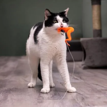 An adult medium-sized male Domestic Short Hair cat named Moo Stanton for adoption in Hudson, MA