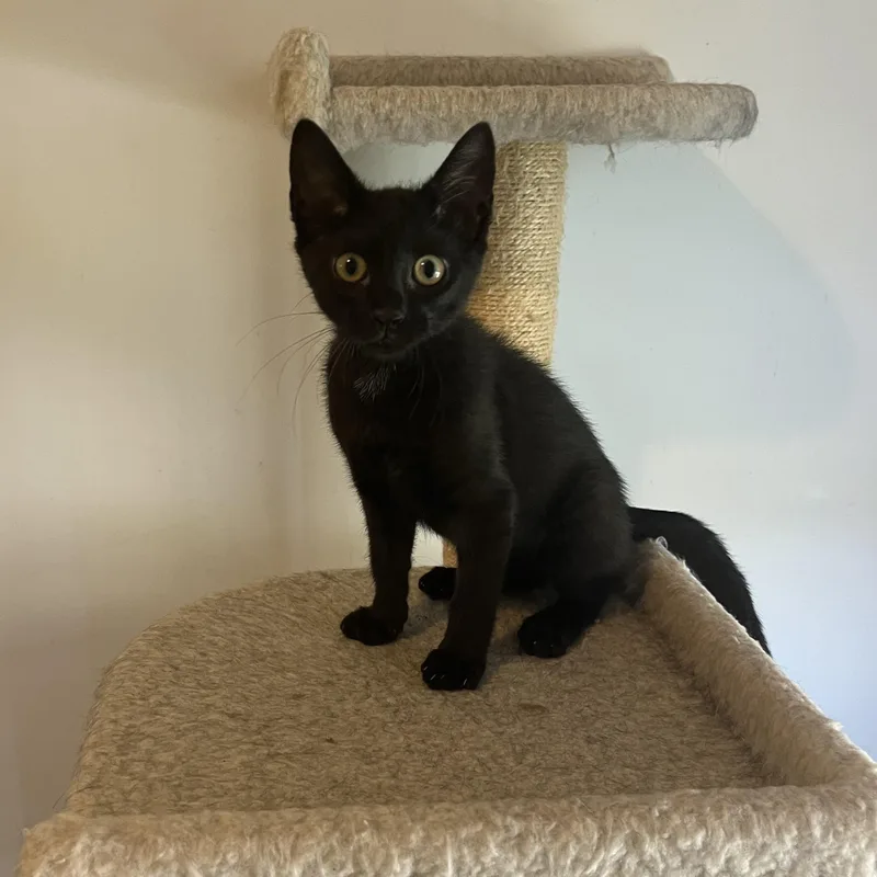 A baby medium-sized female Black Domestic Short Hair cat named Cappuccino for adoption in Duluth, GA