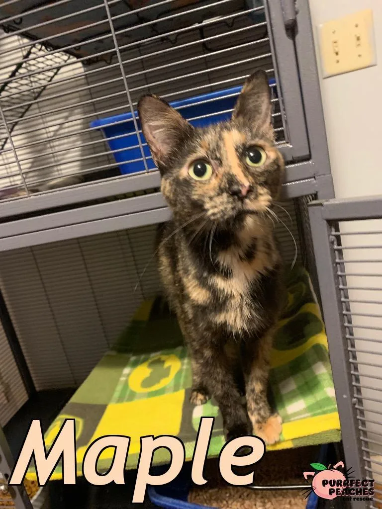 An adult medium-sized female Domestic Short Hair cat named Maple for adoption in Douglasville, GA