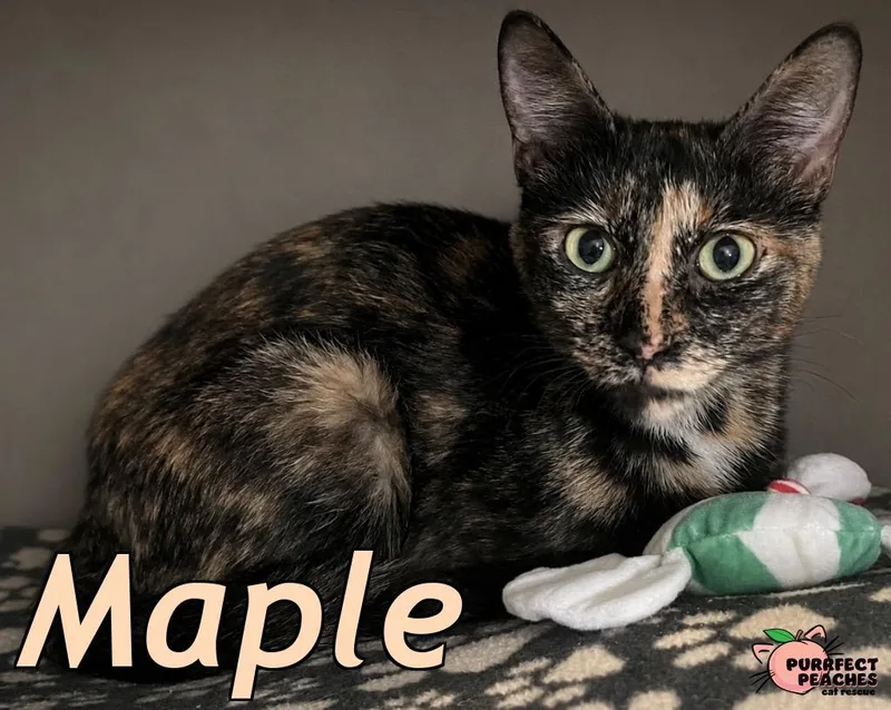 Maple thumbnail 2