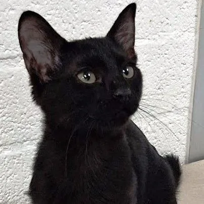 A baby medium-sized male Domestic Short Hair cat named Charlie for adoption in Mesquite, NV