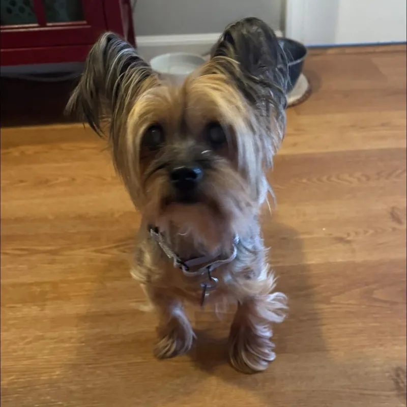 A senior small-sized female Tricolor (Brown, Black, & White) Yorkshire Terrier dog named Batty for adoption in Rockville, MD