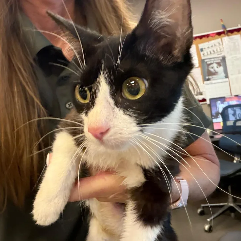 A young medium-sized female Black Domestic Short Hair cat named Cashapp for adoption in Norman, OK