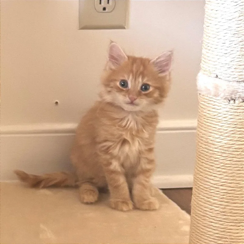 A baby small-sized male Orange / Red Domestic Long Hair cat named Rum Tum Tugger for adoption in Fredericksburg, VA