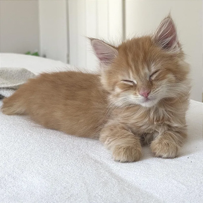 Rum Tum Tugger thumbnail 2