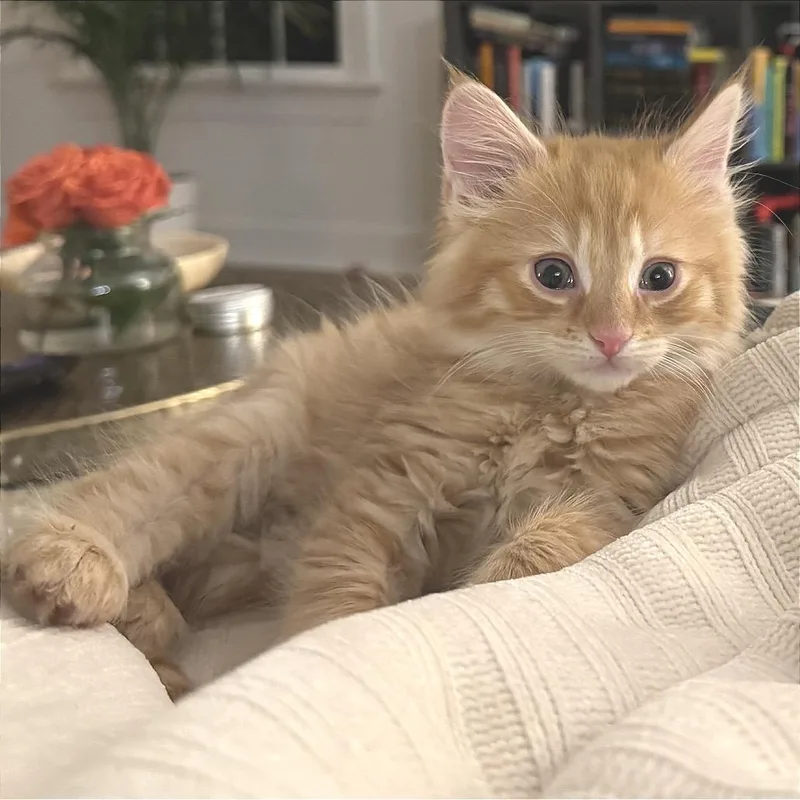 Rum Tum Tugger thumbnail 3