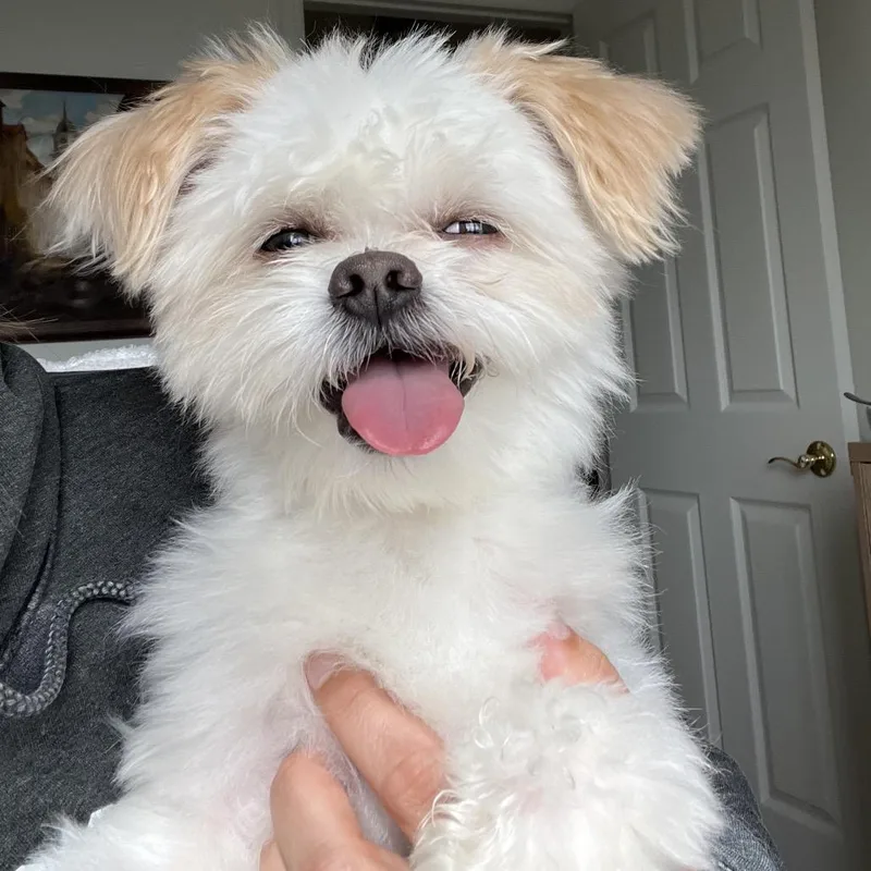 An adult small-sized male Shih Tzu dog named Franklin for adoption in Northville, MI