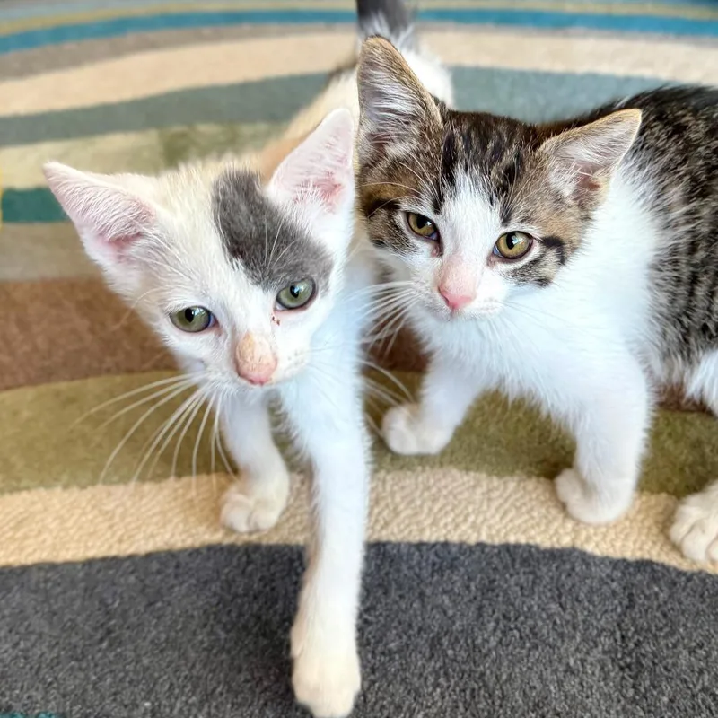 A baby small-sized male White Domestic Short Hair cat named A Luca for adoption in Pleasant Hill, CA