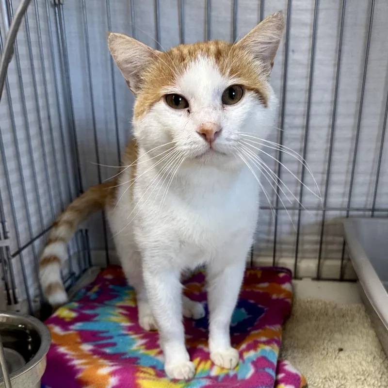 An adult large-sized male Orange / Red Domestic Short Hair cat named Fred LR for adoption in Union, MO