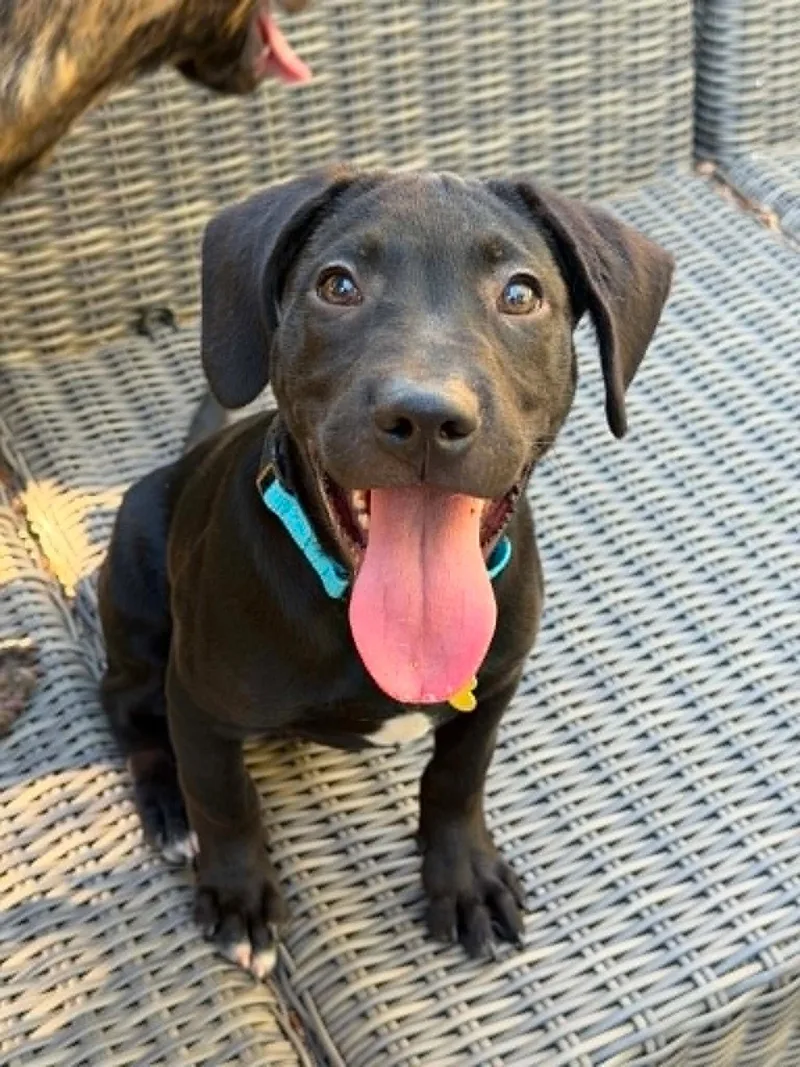 A young large-sized male Labrador Retriever dog named Marty for adoption in Sunnyvale, CA