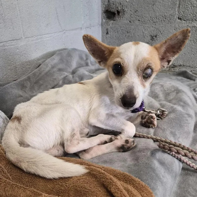 An adult small-sized male White / Cream Chihuahua dog named Franky for adoption in Austin, TX