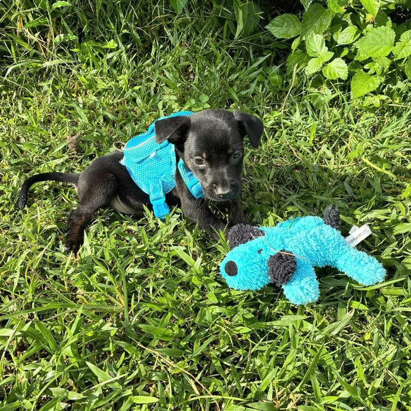 Colibri "the Cuteness Litter thumbnail 2