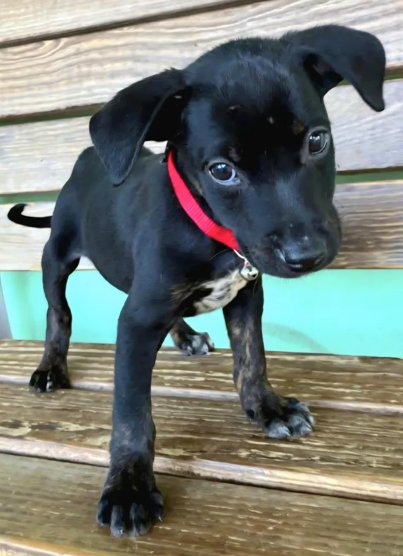 Colibri "the Cuteness Litter thumbnail 3