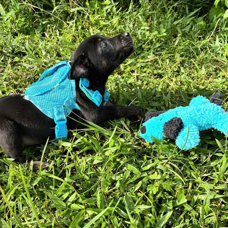 Colibri "the Cuteness Litter thumbnail 4