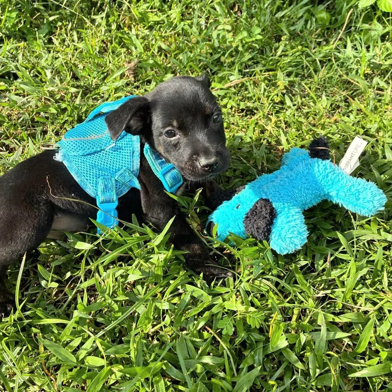 Colibri "the Cuteness Litter thumbnail 6