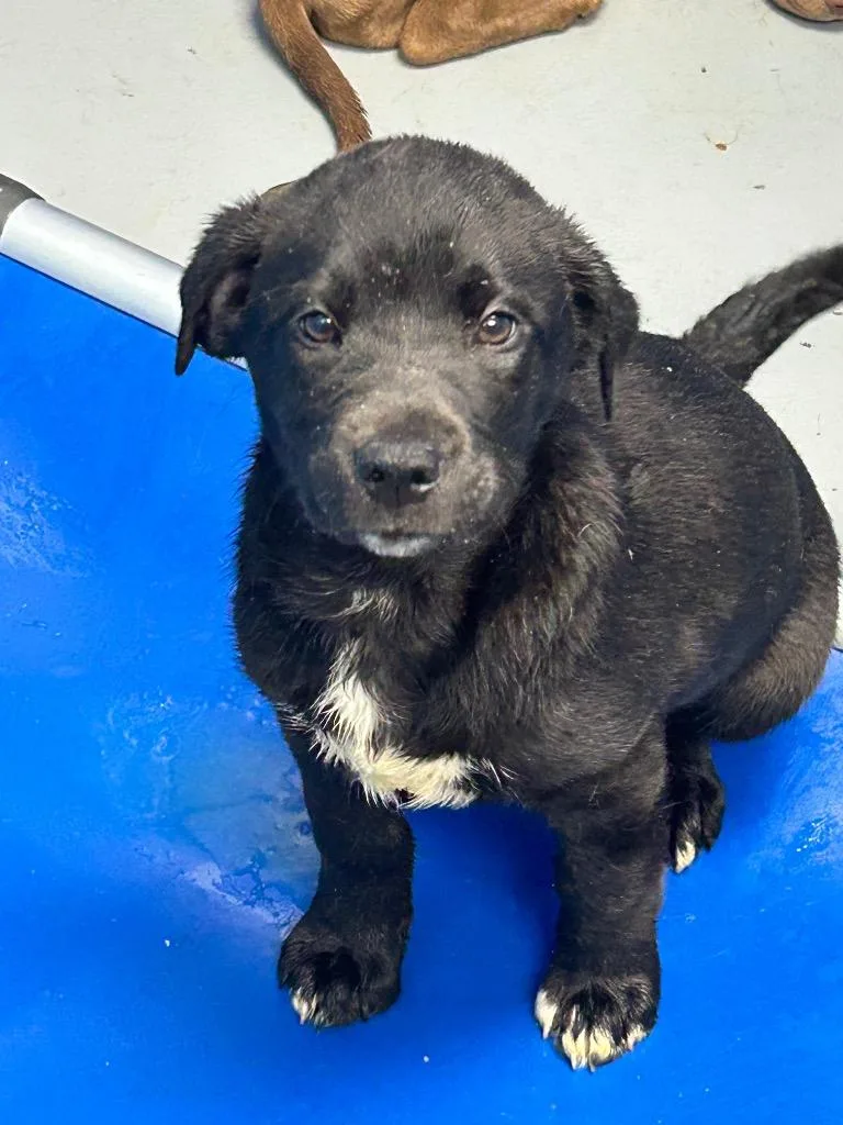 A baby medium-sized female Labrador Retriever dog named Caylee for adoption in Hartsville, SC