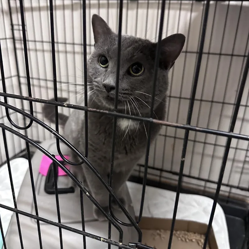 An adult small-sized female Brown / Chocolate Domestic Short Hair cat named Tommy for adoption in Branson, MO