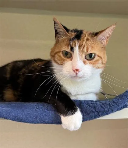 A senior small-sized female Domestic Short Hair cat named Breanna Stewart for adoption in Bellevue, WA