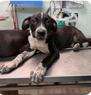 A baby medium-sized male Black Labrador Retriever dog named Faben for adoption in Southampton, PA