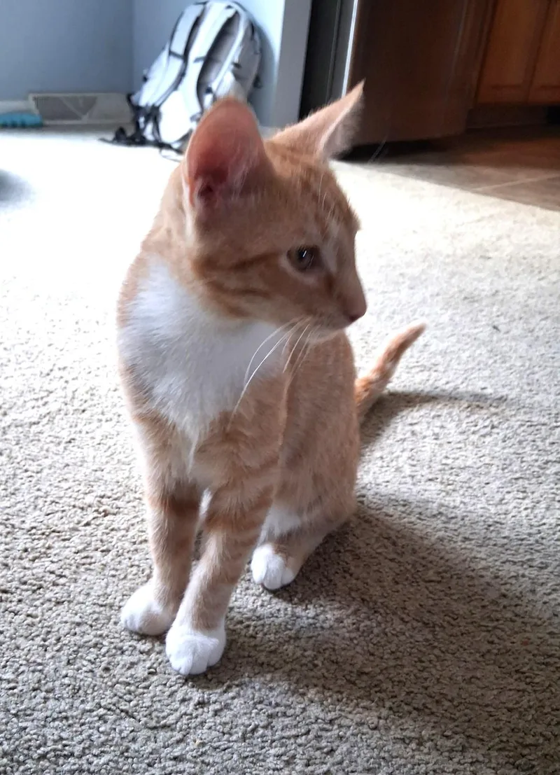 A baby medium-sized male Domestic Short Hair cat named Orzo and OMalley for adoption in Floyd, VA