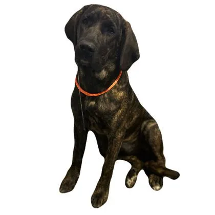 A young large-sized female Plott Hound dog named Whitney for adoption in Red Bluff, CA