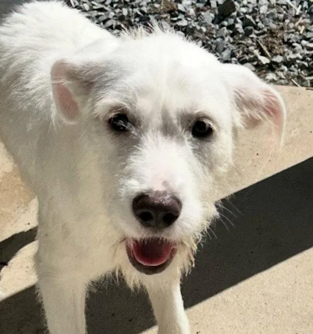 A young medium-sized female Terrier dog named Natasha for adoption in Thomasville, NC