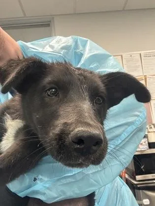 A baby medium-sized male Cattle Dog dog named Slurp for adoption in Fresno, CA