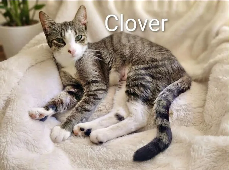 A young medium-sized female Tabby (Gray / Blue / Silver) Tabby cat named Clover for adoption in Wyandotte, MI