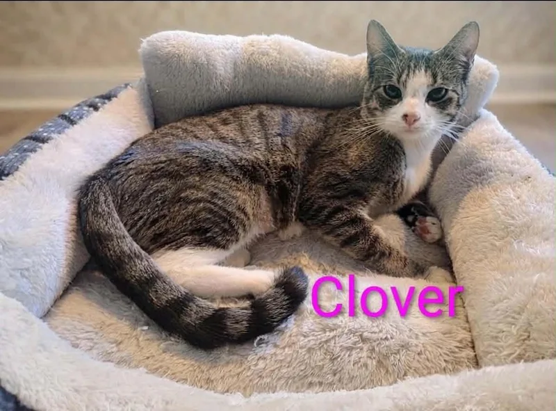 Clover thumbnail 3