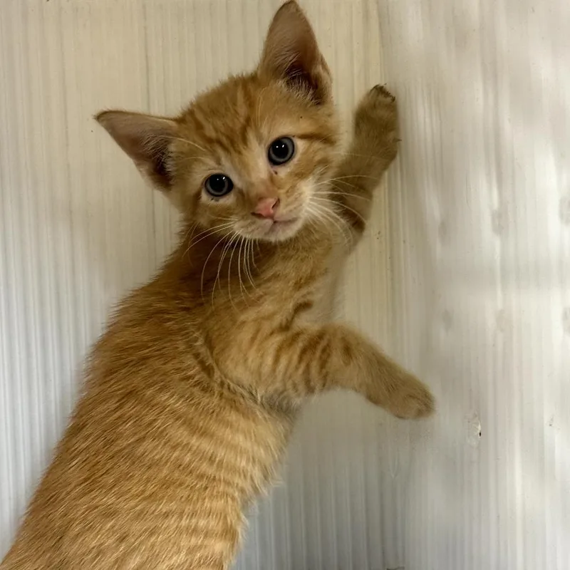 A baby small-sized male Orange / Red Domestic Short Hair cat named Google for adoption in Pauls Valley, OK