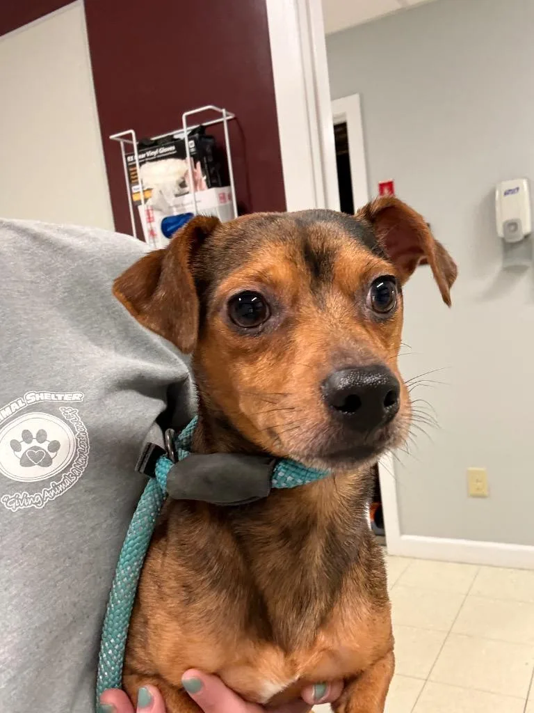 A young small-sized male Dachshund dog named Panko for adoption in Fall River, MA