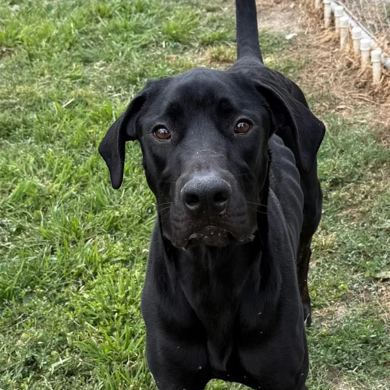 An adult medium-sized female Black Labrador Retriever dog named Spirit for adoption in San Jacinto, CA