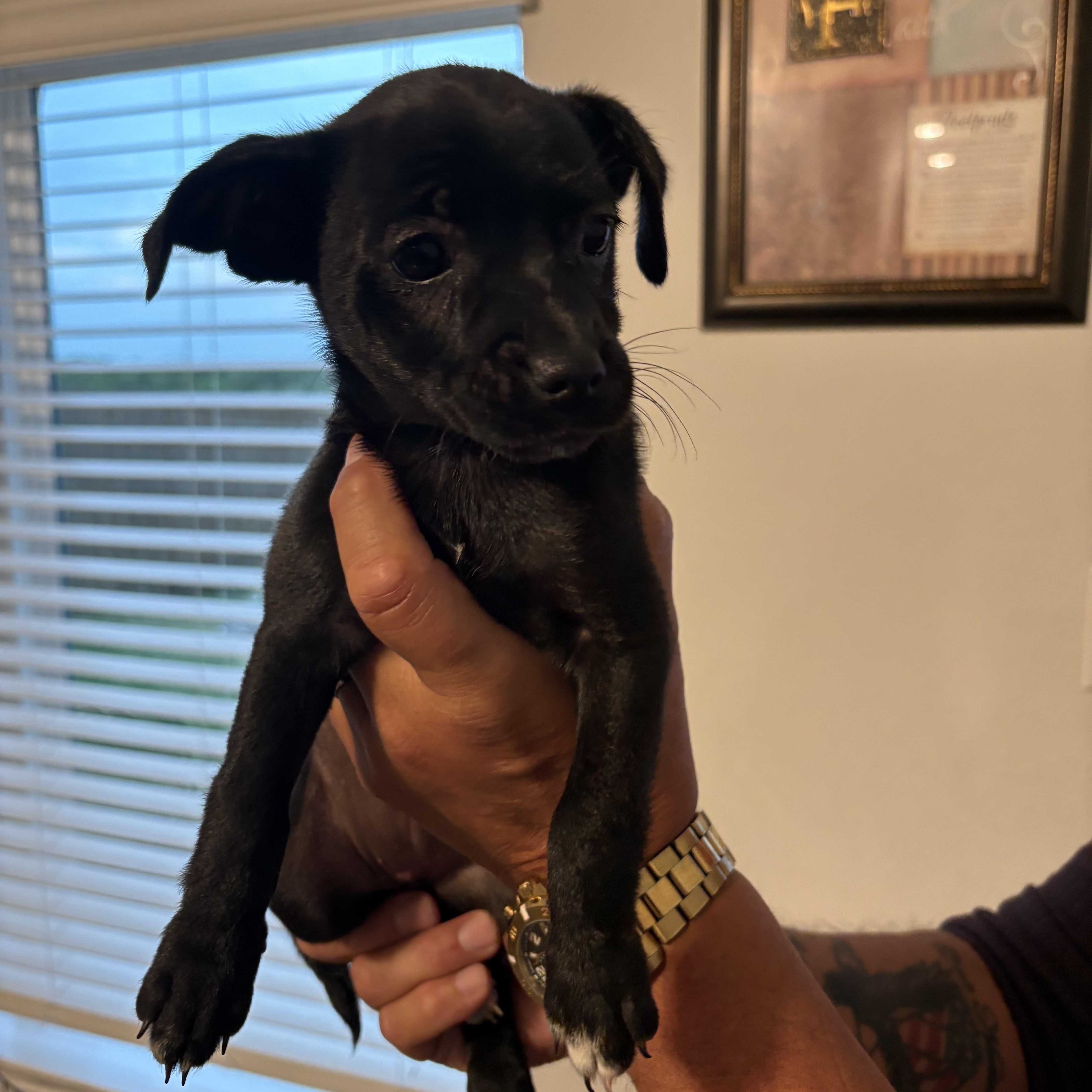 A baby small-sized female Black Chihuahua dog named Cupcake for adoption in Joshua, TX