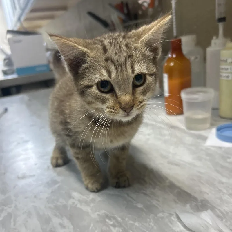 A baby small-sized male Black Domestic Short Hair cat named Jynx for adoption in Lewisburg, WV