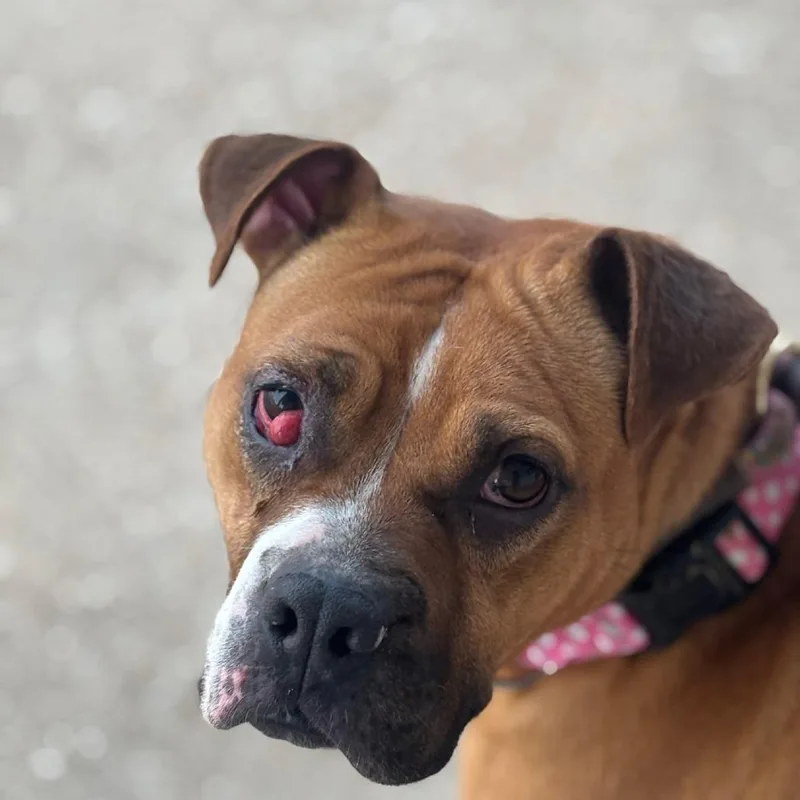 Coco Spice thumbnail 2