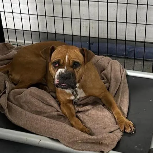 Coco Spice thumbnail 4