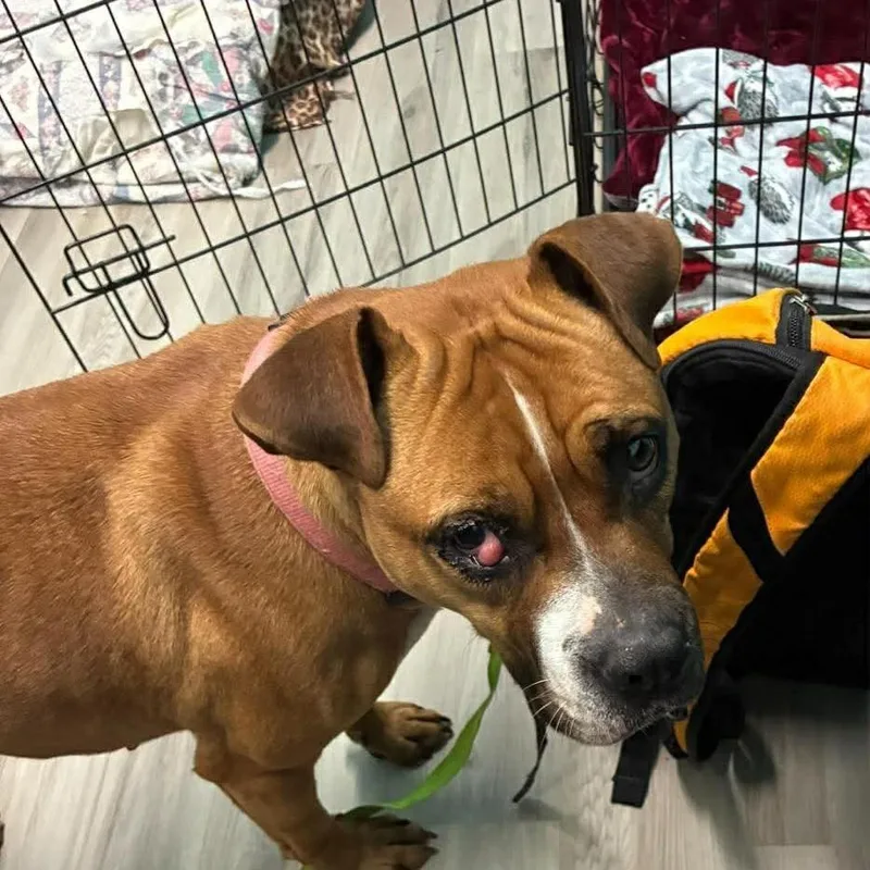 Coco Spice thumbnail 5