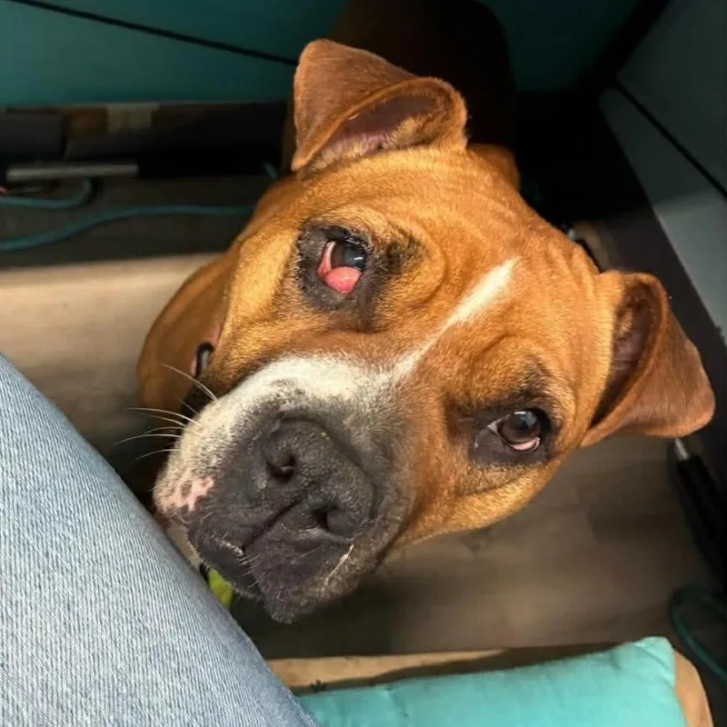 Coco Spice thumbnail 6